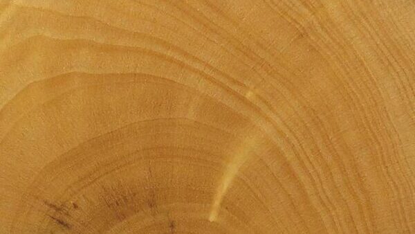 Echec et mat. cb92 buis 06